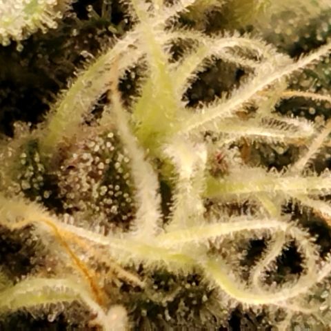 Tropicanna Poison FV growlog timeline photo