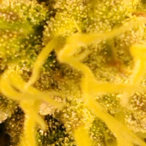 Tropicanna Poison FV growlog timeline photo