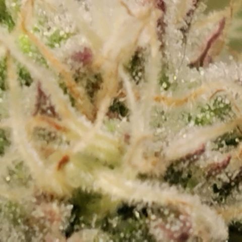 Tropicanna Poison FV growlog timeline photo