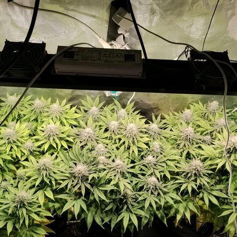 Tropicanna Poison FV growlog timeline photo