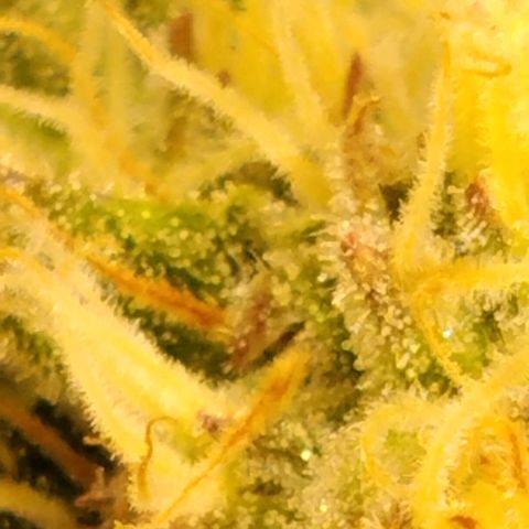 Tropicanna Poison FV growlog timeline photo