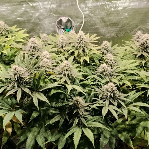 Tropicanna Poison FV growlog timeline photo