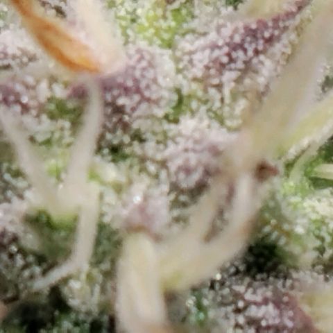 Tropicanna Poison FV growlog timeline photo