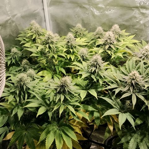 Tropicanna Poison FV growlog timeline photo