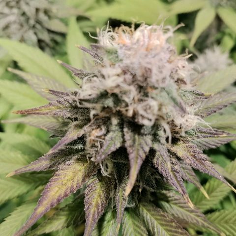 Tropicanna Poison FV growlog timeline photo
