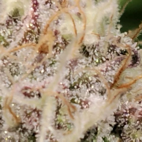 Tropicanna Poison FV growlog timeline photo