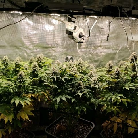 Tropicanna Poison FV growlog timeline photo