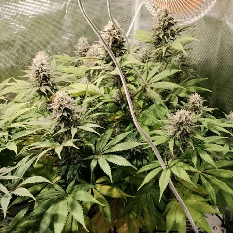 Tropicanna Poison FV growlog timeline photo