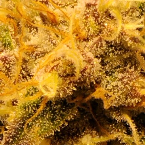 Tropicanna Poison FV growlog timeline photo