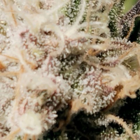 Tropicanna Poison FV growlog timeline photo