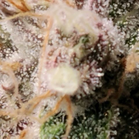 Tropicanna Poison FV growlog timeline photo