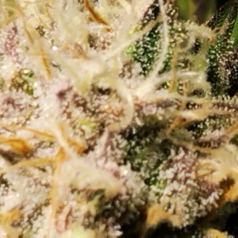 Tropicanna Poison FV growlog timeline photo