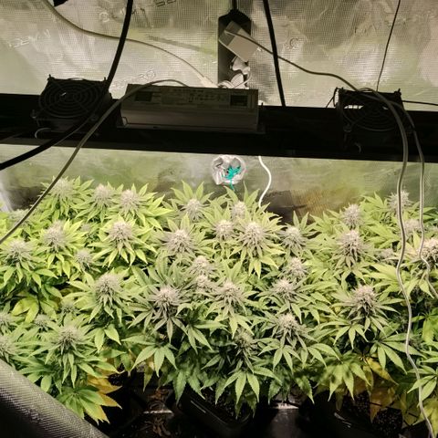 Tropicanna Poison FV growlog timeline photo