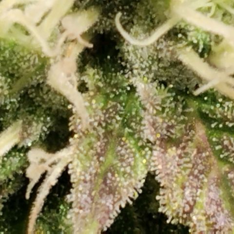 Tropicanna Poison FV growlog timeline photo