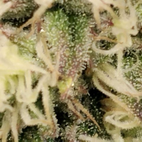Tropicanna Poison FV growlog timeline photo