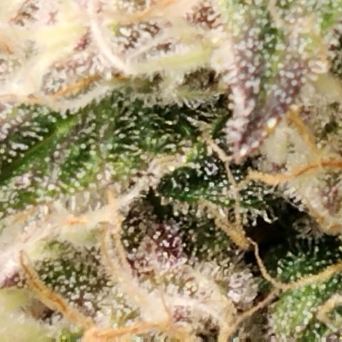 Tropicanna Poison FV growlog timeline photo