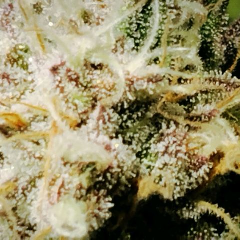 Tropicanna Poison FV growlog timeline photo