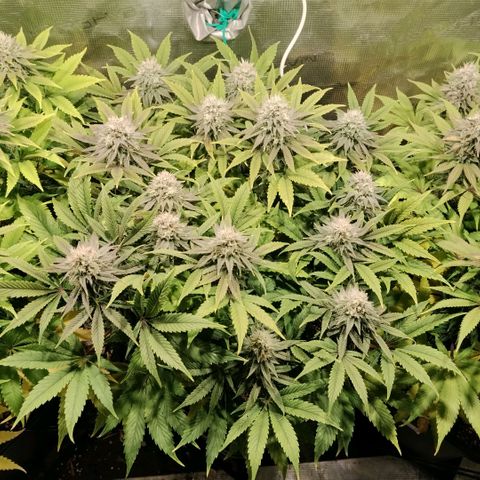 Tropicanna Poison FV growlog timeline photo