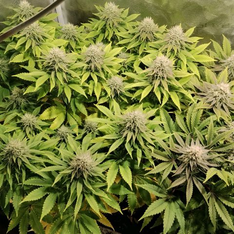 Tropicanna Poison FV growlog timeline photo