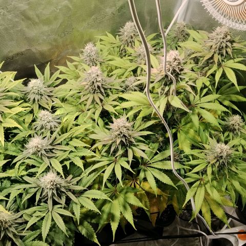 Tropicanna Poison FV growlog timeline photo
