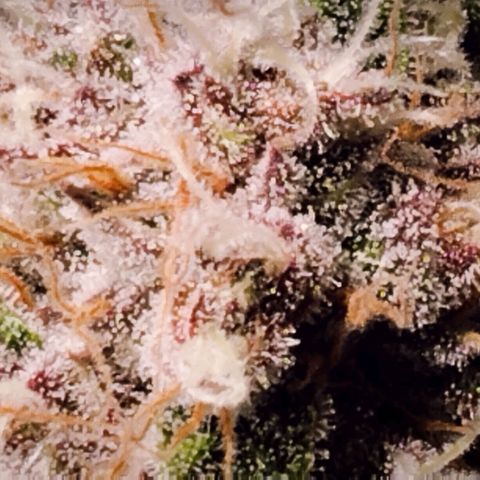 Tropicanna Poison FV growlog timeline photo