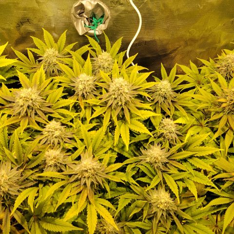 Tropicanna Poison FV growlog timeline photo