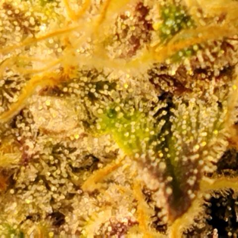 Tropicanna Poison FV growlog timeline photo
