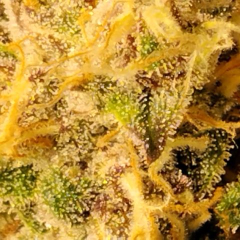 Tropicanna Poison FV growlog timeline photo