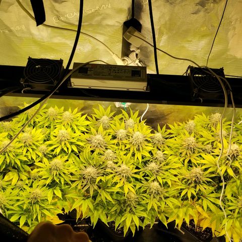 Tropicanna Poison FV growlog timeline photo
