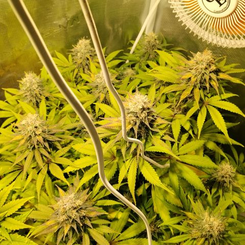 Tropicanna Poison FV growlog timeline photo
