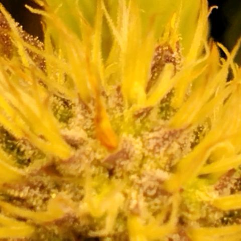 Tropicanna Poison FV growlog timeline photo