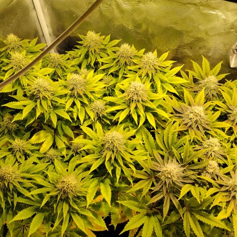 Tropicanna Poison FV growlog timeline photo
