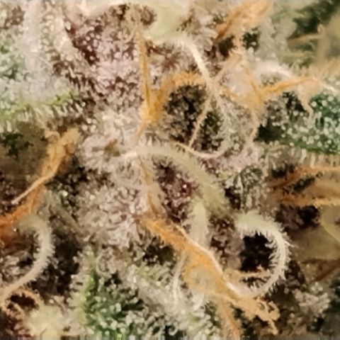 Tropicanna Poison FV growlog timeline photo