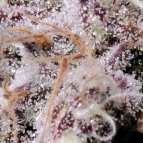Tropicanna Poison FV growlog timeline photo