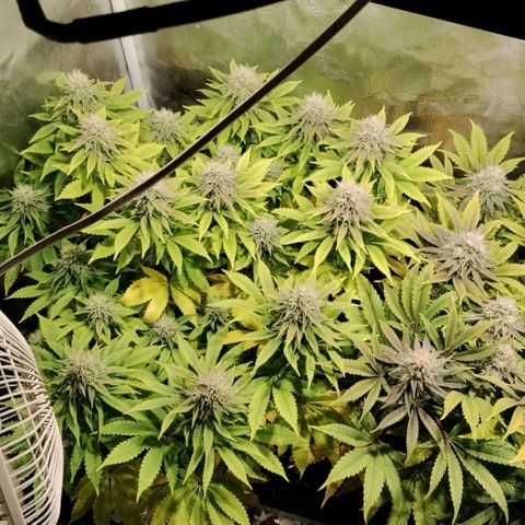 Tropicanna Poison FV growlog timeline photo
