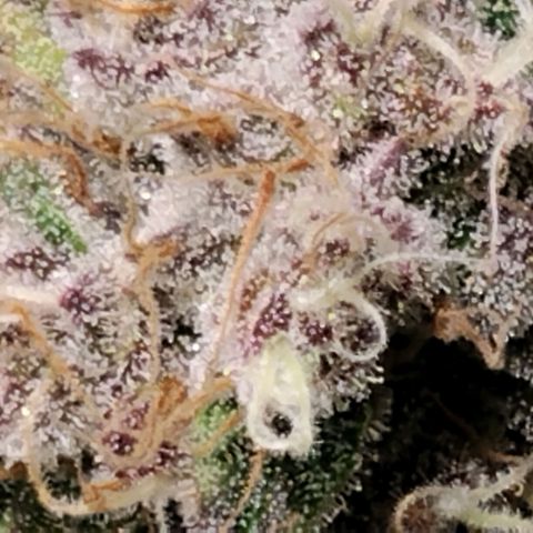 Tropicanna Poison FV growlog timeline photo