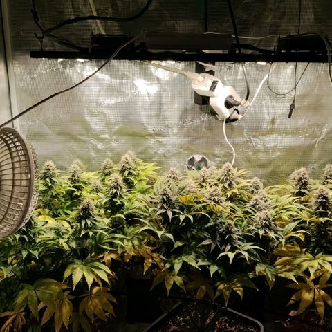 Tropicanna Poison FV growlog timeline photo