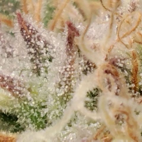Tropicanna Poison FV growlog timeline photo
