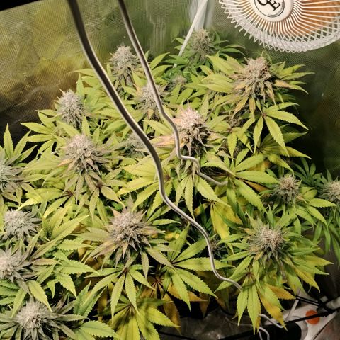 Tropicanna Poison FV growlog timeline photo