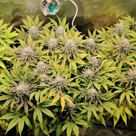 Tropicanna Poison FV growlog timeline photo