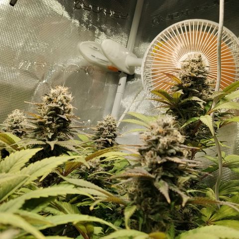 Tropicanna Poison FV growlog timeline photo
