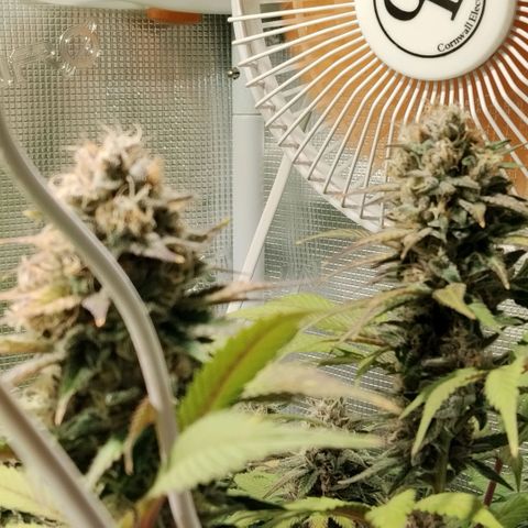 Tropicanna Poison FV growlog timeline photo