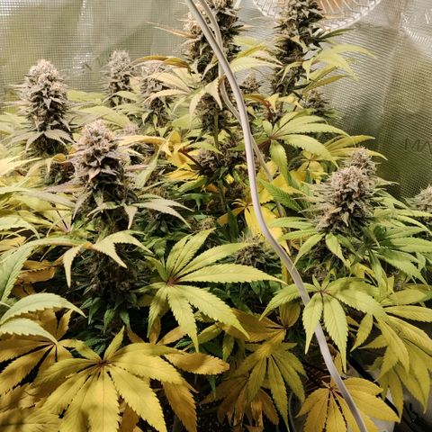 Tropicanna Poison FV growlog timeline photo
