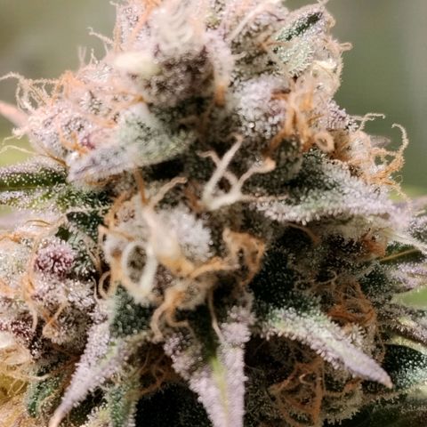 Tropicanna Poison FV growlog timeline photo