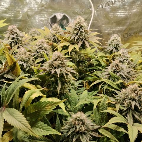 Tropicanna Poison FV growlog timeline photo