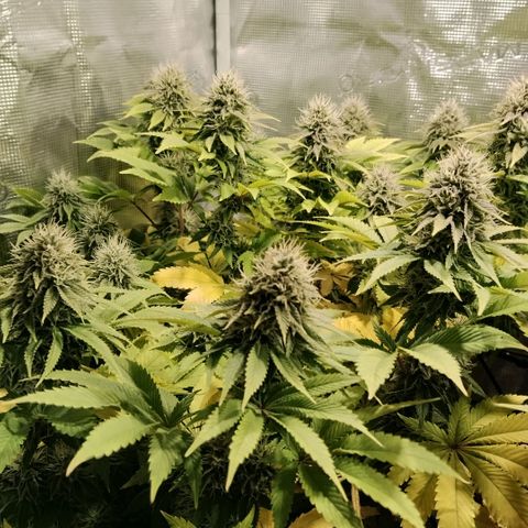 Tropicanna Poison FV growlog timeline photo