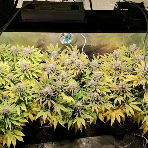 Tropicanna Poison FV growlog timeline photo