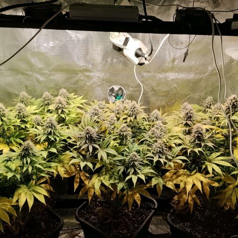 Tropicanna Poison FV growlog timeline photo