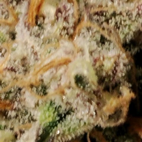 Tropicanna Poison FV growlog timeline photo