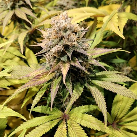 Tropicanna Poison FV growlog timeline photo